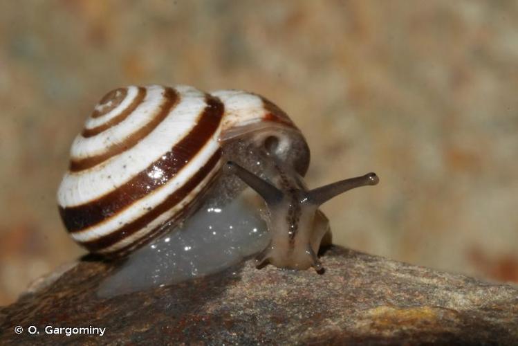 <i>Cernuella virgata</i> (Da Costa, 1778) © O. Gargominy