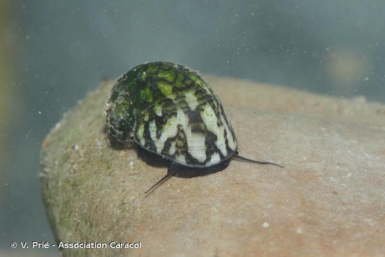 <i>Theodoxus fluviatilis</i> (Linnaeus, 1758) © V. Prié - Association Caracol