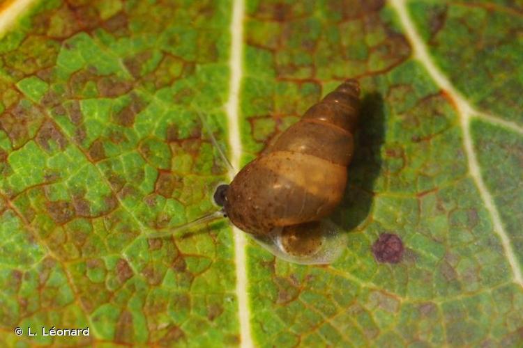 <i>Potamopyrgus antipodarum</i> (J.E. Gray, 1843) © L. Léonard