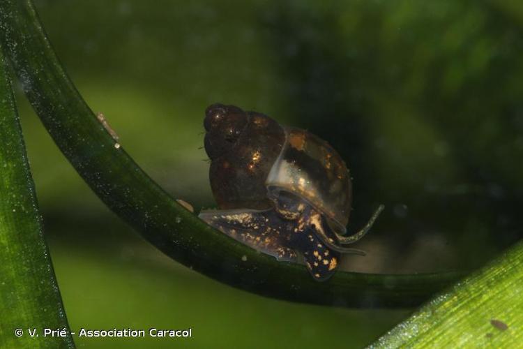 <i>Bithynia tentaculata</i> (Linnaeus, 1758) © V. Prié - Association Caracol