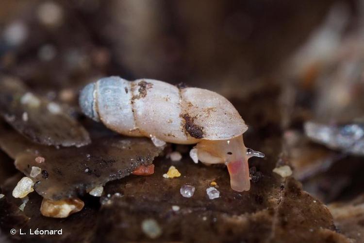 <i>Truncatella subcylindrica</i> (Linnaeus, 1767) © L. Léonard