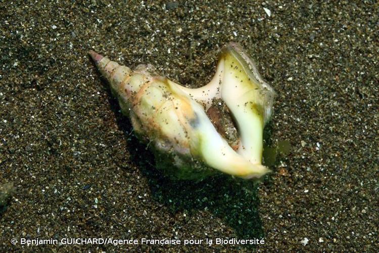 <i>Aporrhais pespelecani</i> (Linnaeus, 1758) © Benjamin GUICHARD/Agence Française pour la Biodiversité