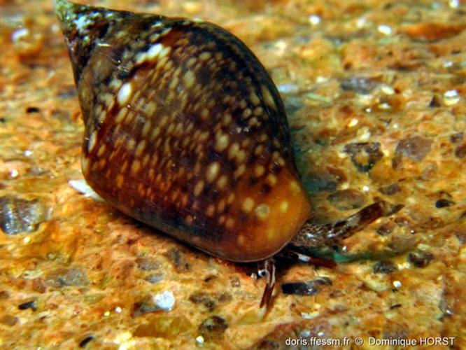 <i>Columbella rustica</i> (Linnaeus, 1758) © doris.ffessm.fr © Dominique Horst