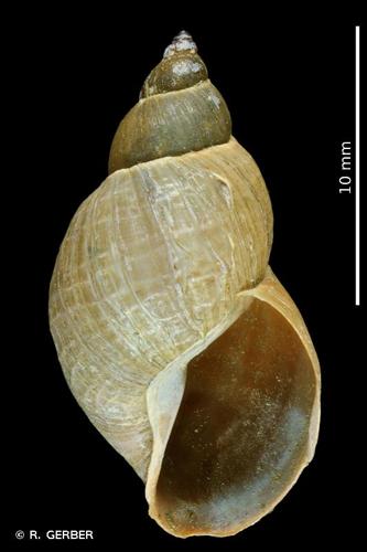 <i>Stagnicola palustris</i> (O.F. Müller, 1774) © R. GERBER