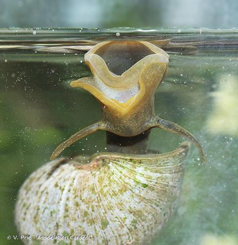 <i>Lymnaea stagnalis</i> (Linnaeus, 1758) © V. Prié - Association Caracol