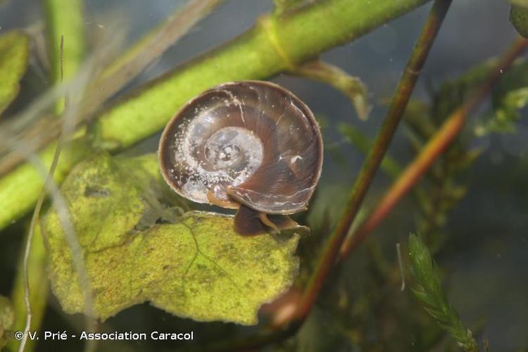 <i>Planorbis carinatus</i> O.F. Müller, 1774 © V. Prié - Association Caracol