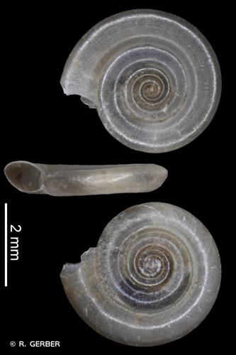 <i>Anisus vorticulus</i> (Troschel, 1834) © R. GERBER