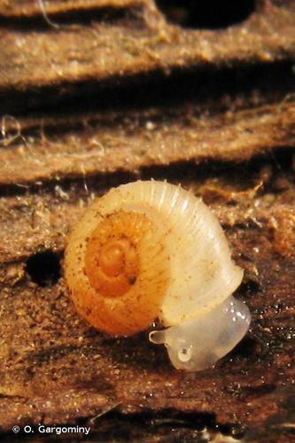 <i>Vallonia costata</i> (O.F. Müller, 1774) © O. Gargominy