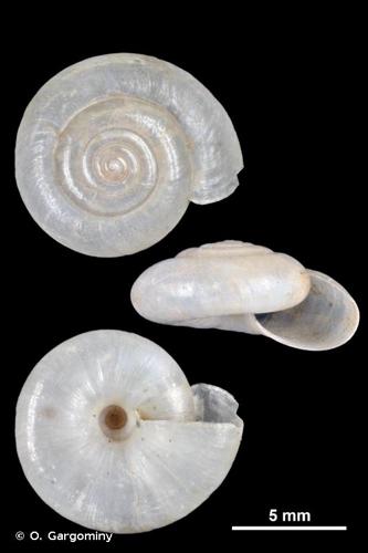 <i>Oxychilus cellarius</i> (O.F. Müller, 1774) © O. Gargominy