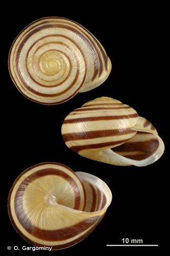 <i>Cepaea hortensis</i> (O.F. Müller, 1774) © O. Gargominy