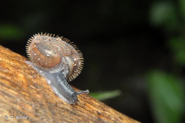 <i>Helicodonta obvoluta</i> (O.F. Müller, 1774) © Q. Rome