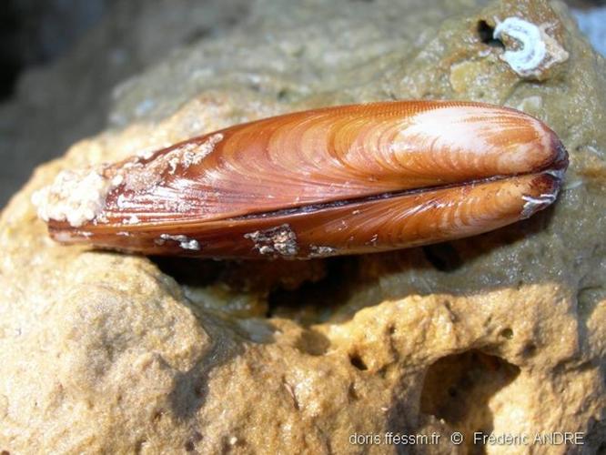 <i>Lithophaga lithophaga</i> (Linnaeus, 1758) © doris.ffessm.fr © Frédéric ANDRE