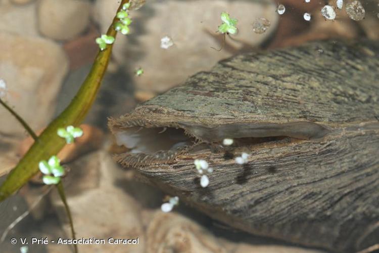 <i>Anodonta anatina</i> (Linnaeus, 1758) © V. Prié - Association Caracol