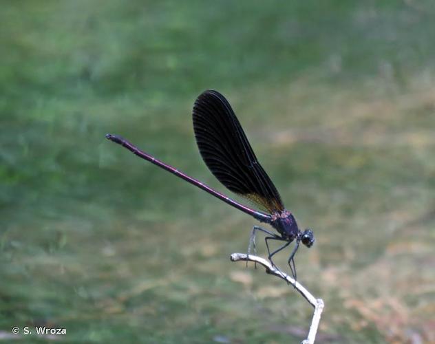 <i>Calopteryx haemorrhoidalis</i> (Vander Linden, 1825) © S. Wroza