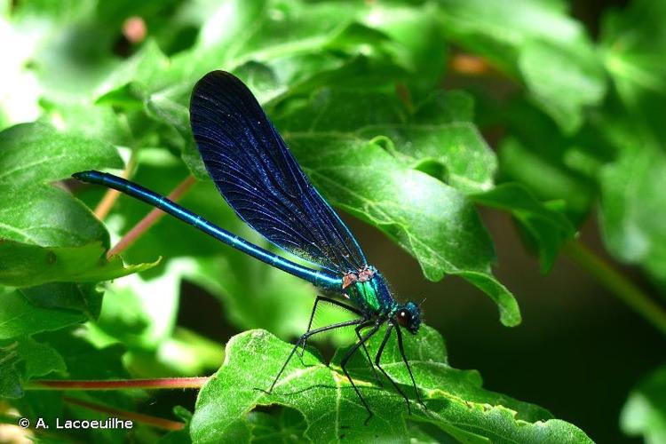 <i>Calopteryx virgo</i> (Linnaeus, 1758) © A. Lacoeuilhe