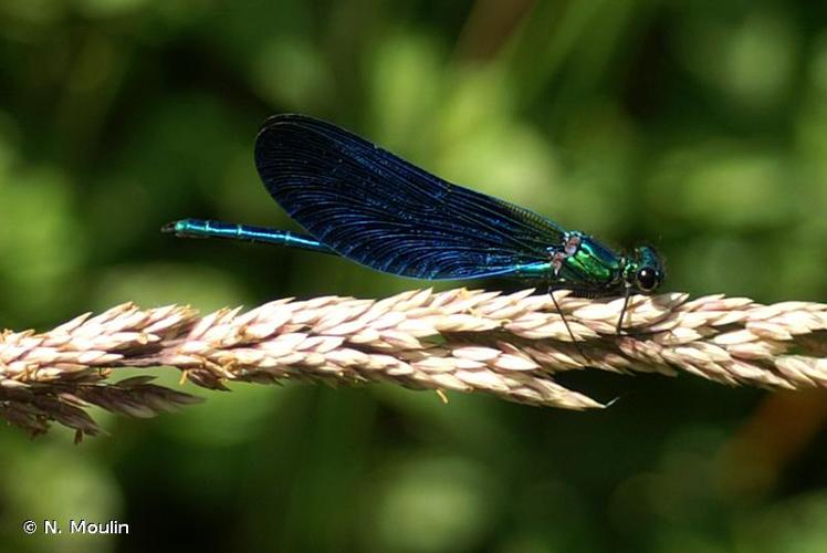 <i>Calopteryx virgo meridionalis</i> Selys, 1873 © N. Moulin