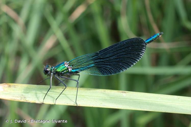 <i>Calopteryx xanthostoma</i> (Charpentier, 1825) © J. David - Bretagne Vivante