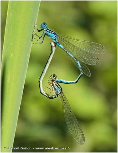 <i>Coenagrion caerulescens</i> (Boyer de Fonscolombe, 1838) © Benoît Guillon - www.meslibellules.fr