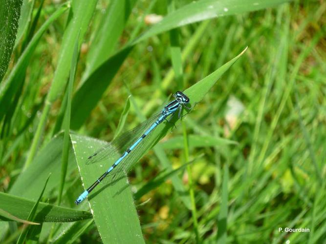 <i>Coenagrion puella</i> (Linnaeus, 1758) © P. Gourdain