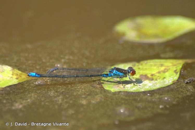 <i>Erythromma viridulum</i> (Charpentier, 1840) © J. David - Bretagne Vivante