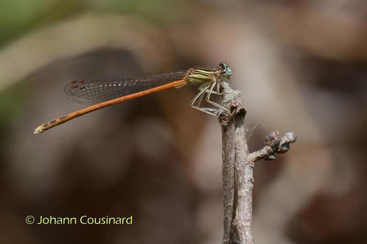 <i>Platycnemis acutipennis</i> Selys, 1841 © Johann Cousinard