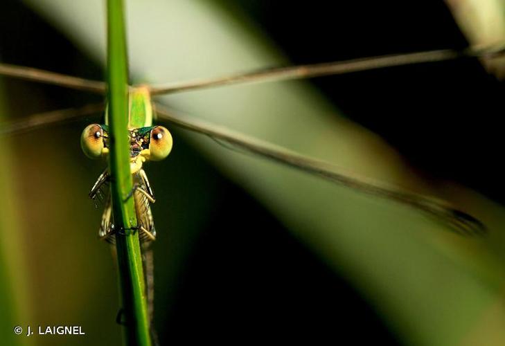 <i>Lestes barbarus</i> (Fabricius, 1798) © J. LAIGNEL