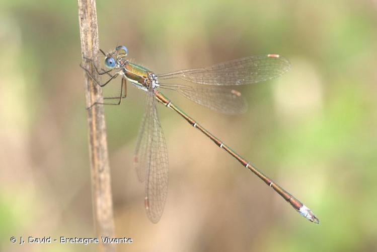 <i>Lestes virens</i> (Charpentier, 1825) © J. David - Bretagne Vivante