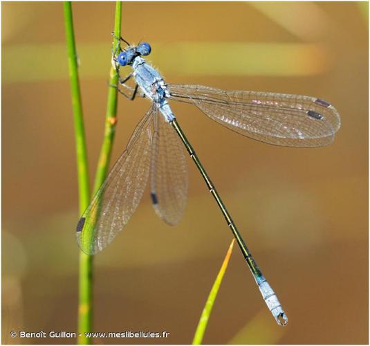 <i>Lestes macrostigma</i> (Eversmann, 1836) © Benoît Guillon - www.meslibellules.fr