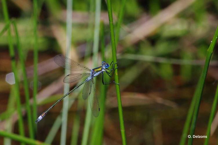 <i>Lestes dryas</i> Kirby, 1890 © O. Delzons