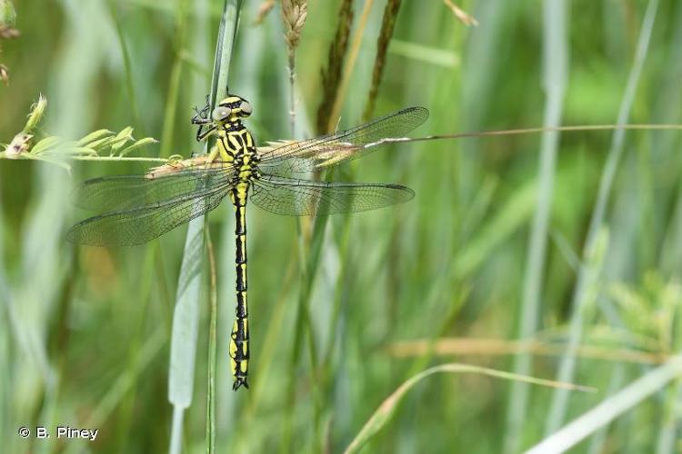 <i>Stylurus flavipes</i> (Charpentier, 1825) © B. Piney