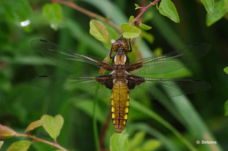 <i>Libellula depressa</i> Linnaeus, 1758 © O. Delzons