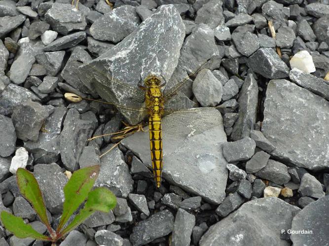 <i>Orthetrum cancellatum</i> (Linnaeus, 1758) © P. Gourdain