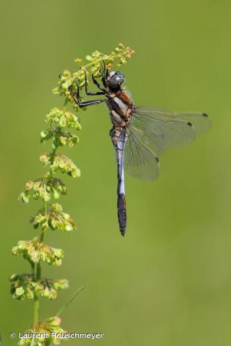 <i>Orthetrum albistylum</i> (Selys, 1848) © Laurent Rouschmeyer