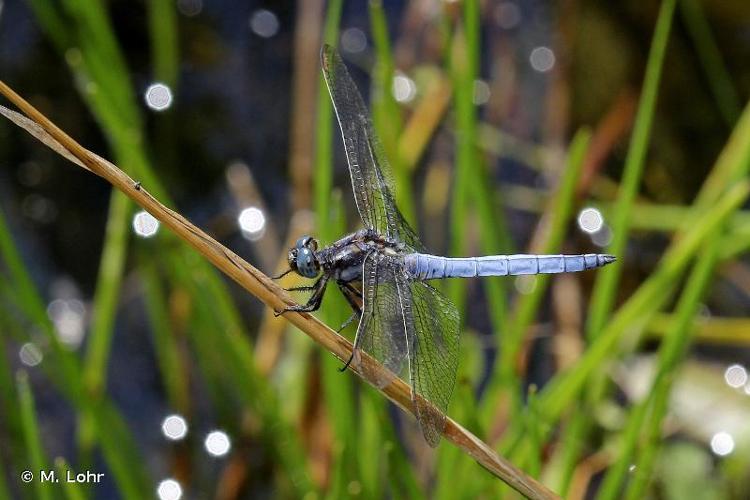 <i>Orthetrum coerulescens</i> (Fabricius, 1798) © M. Lohr