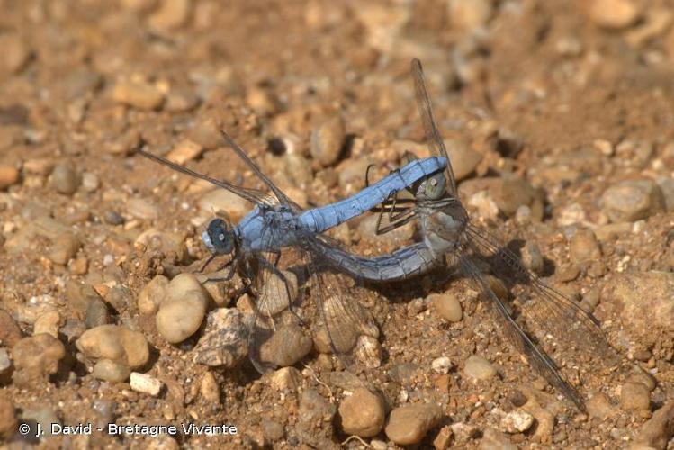 <i>Orthetrum brunneum</i> (Boyer de Fonscolombe, 1837) © J. David - Bretagne Vivante