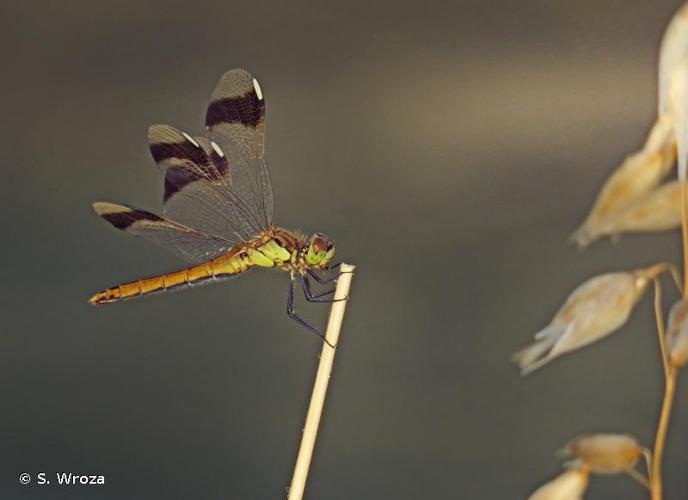 <i>Sympetrum pedemontanum</i> (O.F. Müller <i>in</i> Allioni, 1766) © S. Wroza