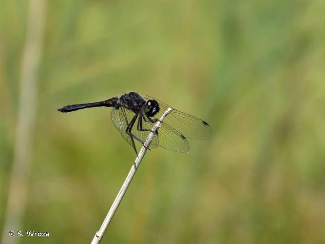 <i>Sympetrum danae</i> (Sulzer, 1776) © S. Wroza