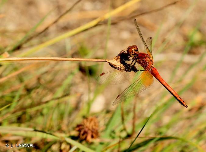 <i>Sympetrum flaveolum</i> (Linnaeus, 1758) © J. LAIGNEL