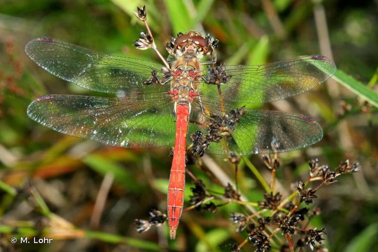 <i>Sympetrum vulgatum</i> (Linnaeus, 1758) © M. Lohr