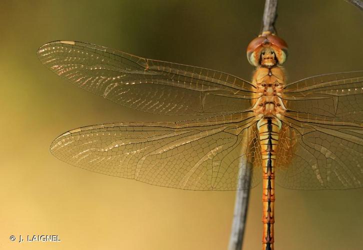 <i>Pantala flavescens</i> (Fabricius, 1798) © J. LAIGNEL