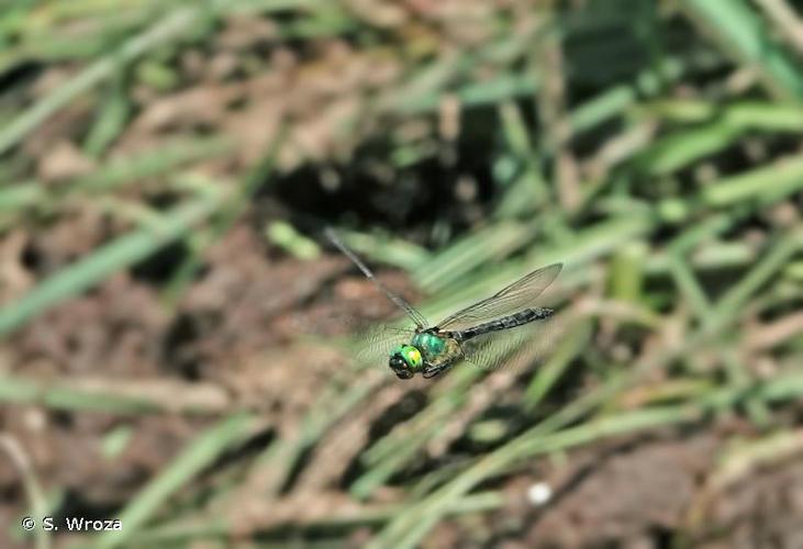 <i>Somatochlora alpestris</i> (Selys, 1840) © S. Wroza