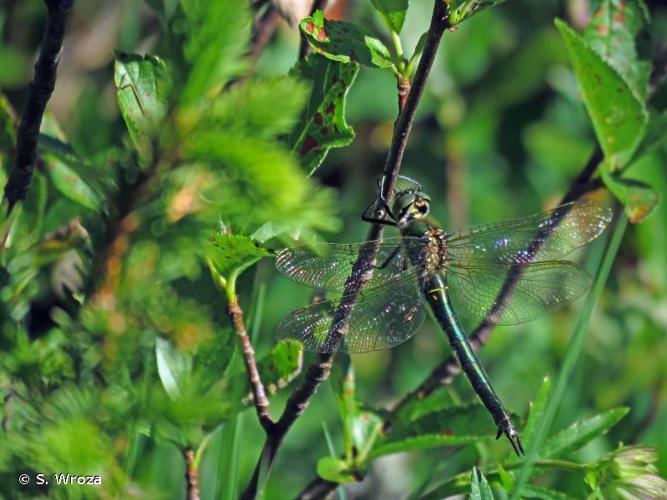 <i>Somatochlora metallica</i> (Vander Linden, 1825) © S. Wroza