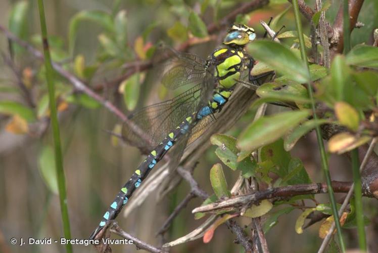 <i>Aeshna cyanea</i> (O.F. Müller, 1764) © J. David - Bretagne Vivante