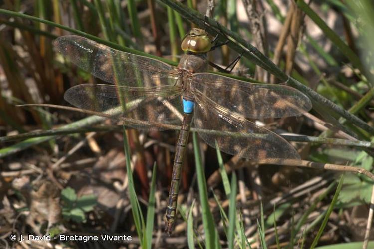 <i>Hemianax ephippiger</i> (Burmeister, 1839) © J. David - Bretagne Vivante