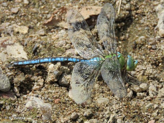 <i>Anax imperator</i> Leach, 1815 © S. Wroza