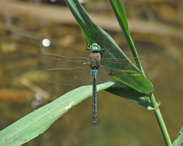 <i>Anax parthenope</i> (Selys, 1839) © S. Wroza