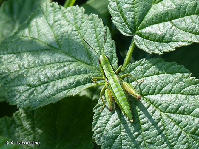 <i>Euthystira brachyptera</i> (Ocskay, 1826) © A. Lacoeuilhe