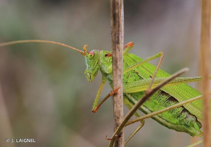 <i>Phaneroptera falcata</i> (Poda, 1761) © J. LAIGNEL