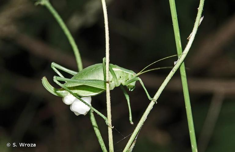 <i>Isophya pyrenaea</i> (Audinet-Serville, 1838) © S. Wroza