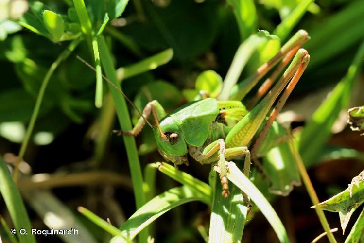 <i>Decticus verrucivorus</i> (Linnaeus, 1758) © O. Roquinarc'h